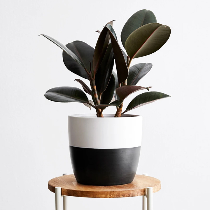04_Rubber Tree_1