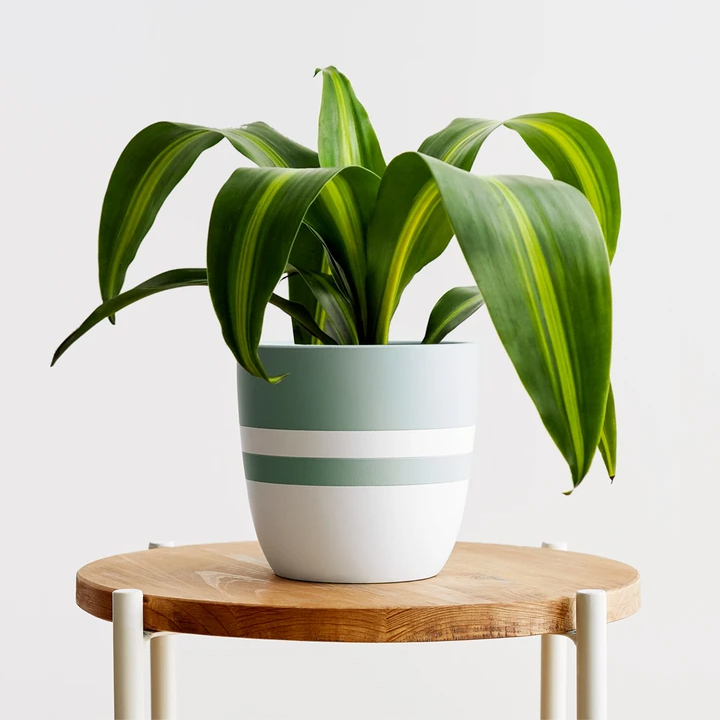 12_Cornstalk Dracaena_1